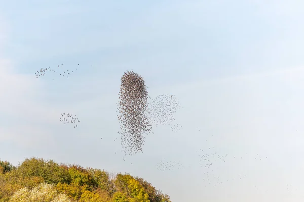 Wolke Der Stare Erhabene Choreographie Stare Vögel Gefolgt Von Einem — Stockfoto