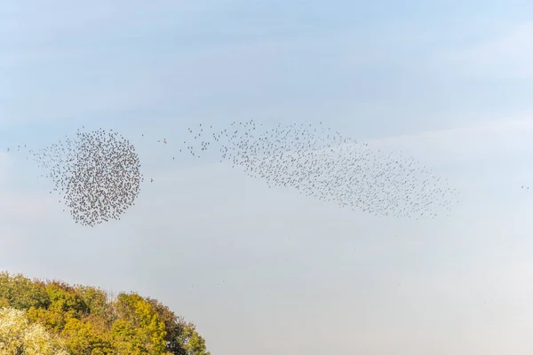 Nuvem Estorninhos Sublime Coreografia Estorninhos Pássaros Seguido Por Raptor França — Fotografia de Stock