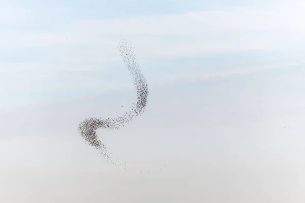 Σύννεφο Των Ψαράδων Πανέμορφη Χορογραφία Ψαρόνια Πουλιά Που Ακολουθείται Από — Φωτογραφία Αρχείου