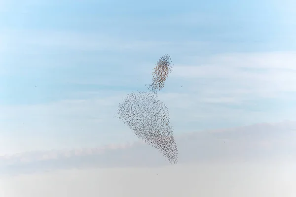 海燕的云彩华丽的舞姿海燕的云彩紧随其后的是猛禽法国欧洲 — 图库照片