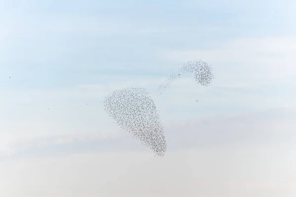 Nuvem Estorninhos Sublime Coreografia Estorninhos Pássaros Seguido Por Raptor França — Fotografia de Stock