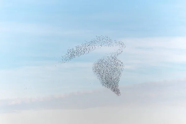 海燕的云彩华丽的舞姿海燕的云彩紧随其后的是猛禽法国欧洲 — 图库照片