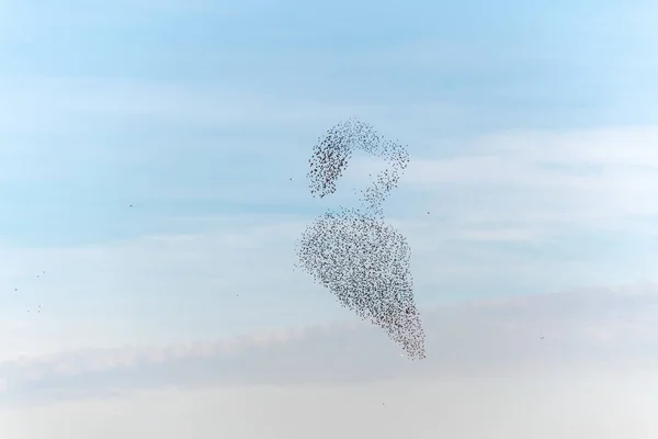 Wolke Der Stare Erhabene Choreographie Stare Vögel Gefolgt Von Einem — Stockfoto