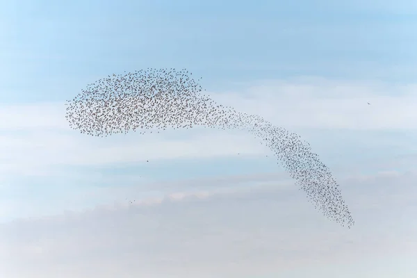 Nube Estorninos Sublime Coreografía Estorninos Aves Seguido Raptor Francia Europa — Foto de Stock