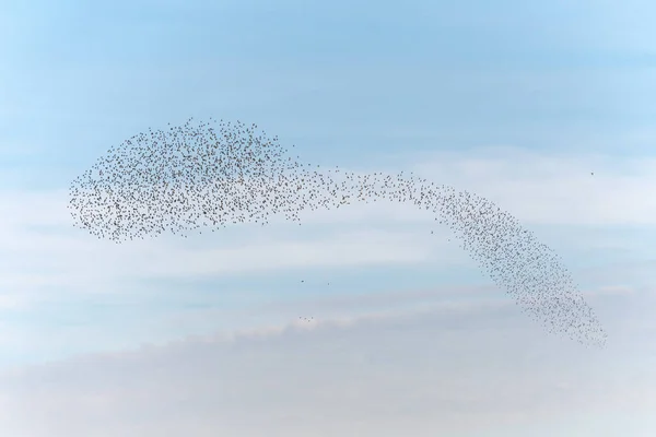 Nube Estorninos Sublime Coreografía Estorninos Aves Seguido Raptor Francia Europa — Foto de Stock