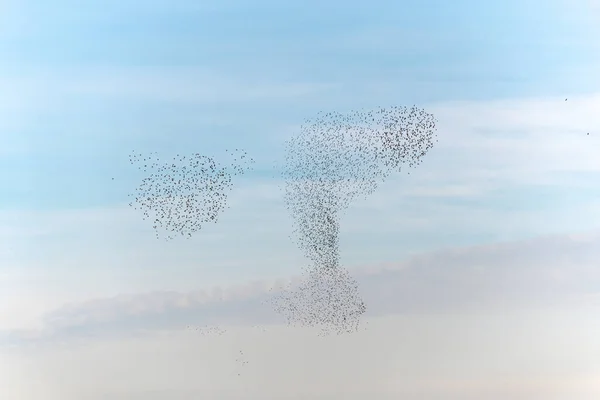 Nube Estorninos Sublime Coreografía Estorninos Aves Seguido Raptor Francia Europa —  Fotos de Stock