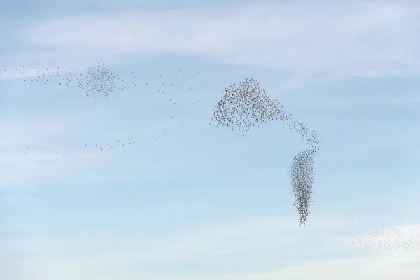 Nuvem Estorninhos Sublime Coreografia Estorninhos Pássaros Seguido Por Raptor França — Fotografia de Stock
