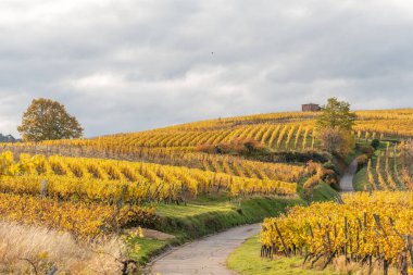 Sonbaharda sarı yapraklı üzüm bağı. Alsace, Fransa, Avrupa.