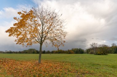 Sonbaharda kırsalda sarı yapraklı akçaağaç. Fransa, Avrupa.