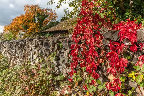 Montón Madera Cubierto Enredadera Roja Virginia Viejo Huerto Otoño Francia — Foto de Stock