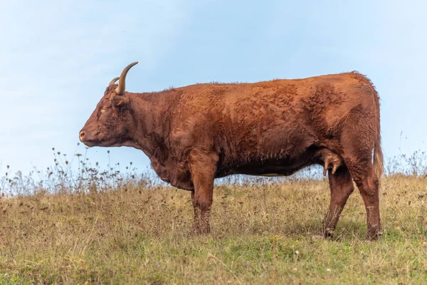 Salers Tehén Legelőn Vosges Franciaország Európa — Stock Fotó