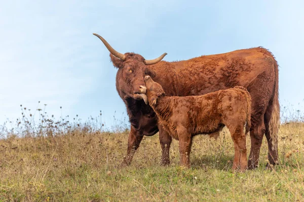 Пасовищі Корова Продає Лиже Своє Теля Франція Європа — стокове фото