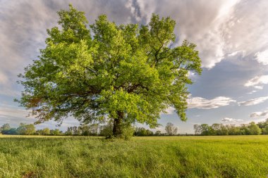 Çayırdaki büyük meşe ağacı. Fransa, Avrupa.