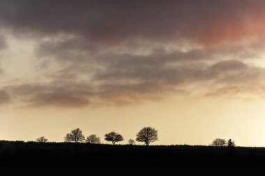 Akşam ışığı dağın tepesindeki ağaç siluetlerini keser. Fransa, Vosges, Avrupa.
