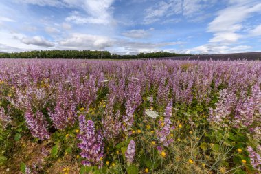 Clary sage (Salvia sclarea) tarlaları, Provence 'de yetiştirilen parfüm bitkileri. Fransa, Avrupa.