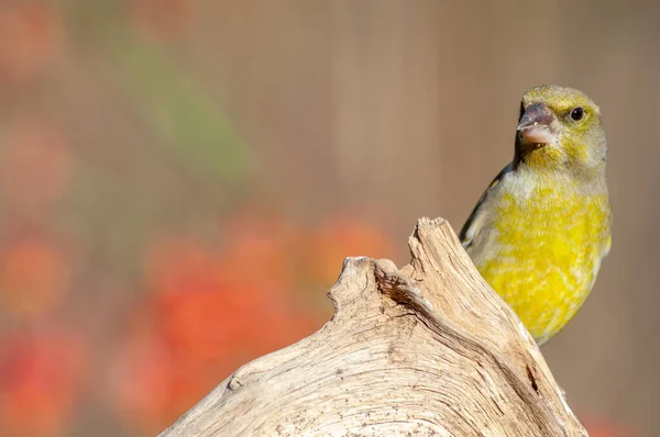 Greenfinch Gałęzi Zimie Pełnym Słońcu Francja Europa — Zdjęcie stockowe