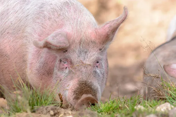 Фермі Розмножуються Домашні Свині Вони Харчуються Ґрунті Франція Європа — стокове фото