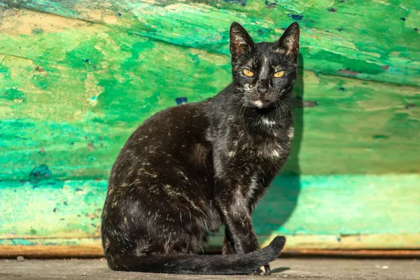 Beyaz benekli ve sarı gözlü kara kedi. Fas 'taki Essaouira limanında kediler.