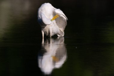 Ren ormanındaki bir nehirde büyük balıkçıl balığı. Alsace, Fransa, Avrupa.