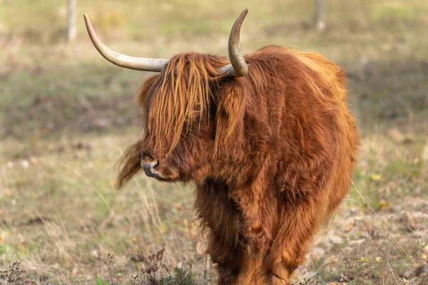 Highland Cattle Mountain Pasture Autumn France Europe Vosges — Stock Photo, Image