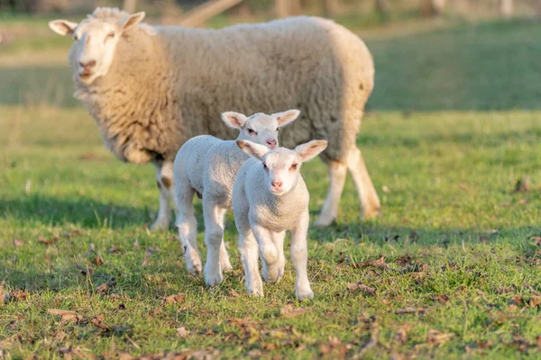 Two Week Old Lambs Pen Mother Early Spring France Europe — Stock Photo, Image