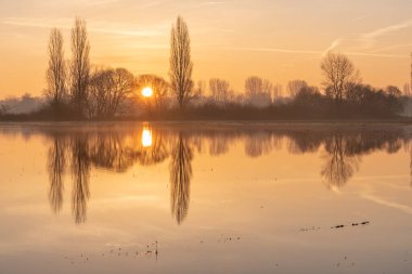 Sunrise above the floods with the symmetrical reflection of a tree. France, Europe.