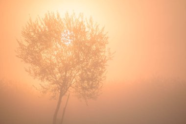 Silhouette of tree in the morning mist at sunrise. France, Europe.