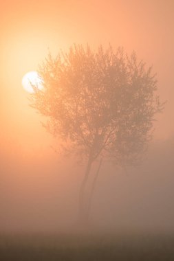 Silhouette of tree in the morning mist at sunrise. France, Europe.