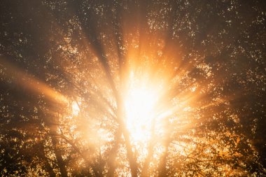 Rays of the rising sun through trees in the morning mist at sunrise. France, Europe.