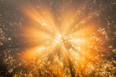 Rays of the rising sun through trees in the morning mist at sunrise. France, Europe.