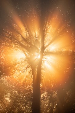 Rays of the rising sun through trees in the morning mist at sunrise. France, Europe.