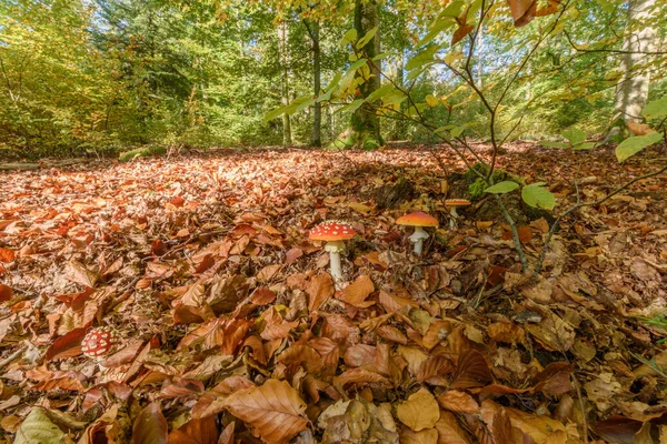 Fly Agaric Forest Floor Autumn Amanita Muscaria France Vosges Europe — Stock Photo, Image