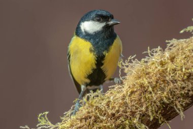 Great Tit on a branch covered with moss during winter. (Parus major). France.