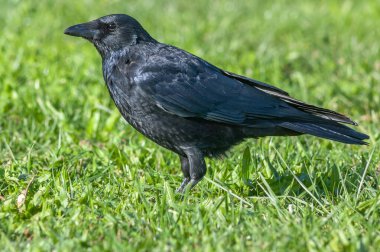 Carrion crow looking for food in the grass. (Corvus corone). France.
