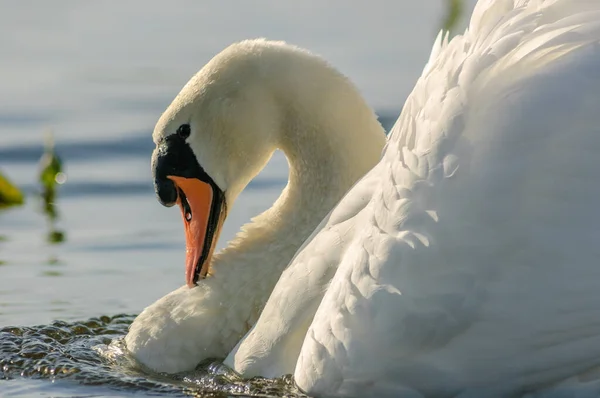 Cisne Mudo Macho Realizando Exhibición Territorial Primavera Cygnus Olor Francia — Foto de Stock