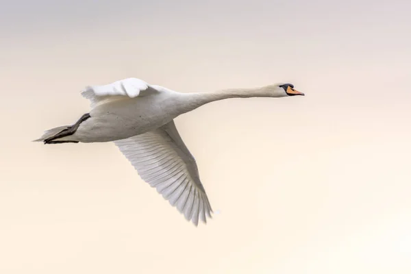 Cisne Mudo Vuelo Primavera Cygnus Olor Francia — Foto de Stock