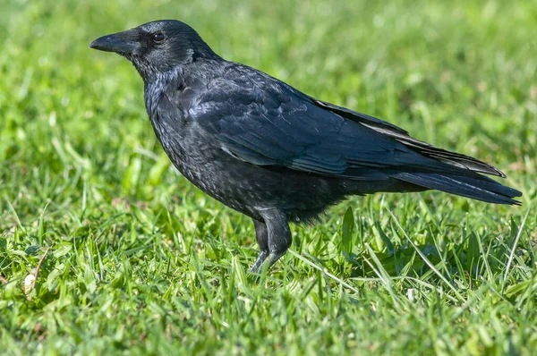 Carrion Crow Looking Food Grass Corvus Corone France — Stock fotografie