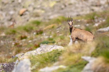 Grand Paradis Ulusal Parkı 'ndaki Alpler' de Chamois. İtalya.