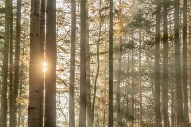 Kışın bir dağ ormanındaki ağaçların arasından güneş ışınları. Fransa.