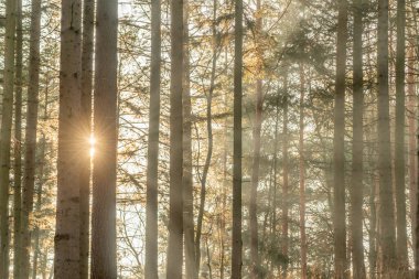 Kışın bir dağ ormanındaki ağaçların arasından güneş ışınları. Fransa.