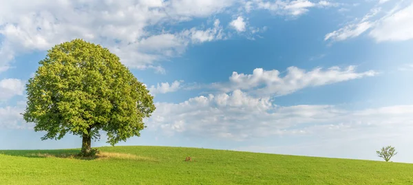 草地上的一棵孤树 菊花草地上的石灰树 — 图库照片