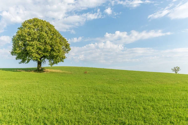Lone tree in a meadow. Lime tree on a meadow in the Jura. France.