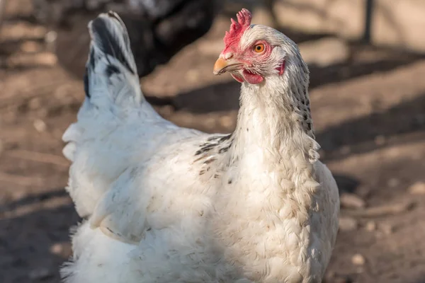 Porträt Einer Weißen Henne Einem Hühnerstall Frankreich — Stockfoto