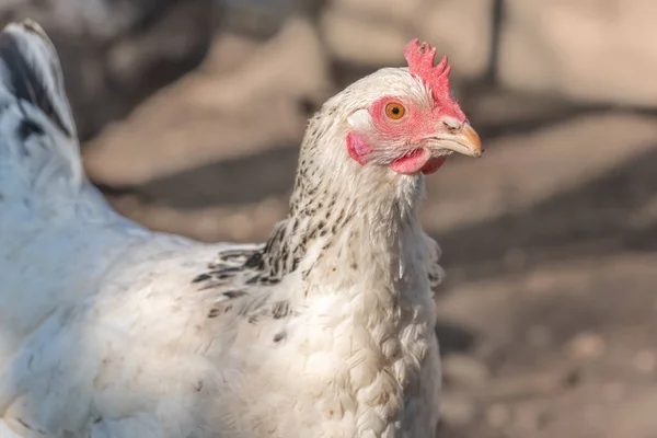 Porträt Einer Weißen Henne Einem Hühnerstall Frankreich — Stockfoto