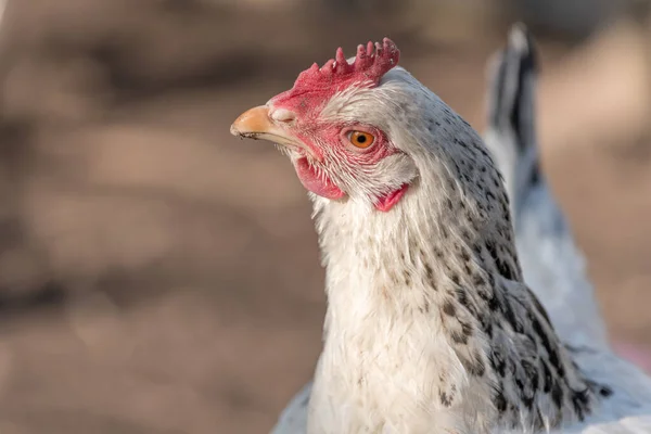 Porträt Einer Weißen Henne Einem Hühnerstall Frankreich — Stockfoto
