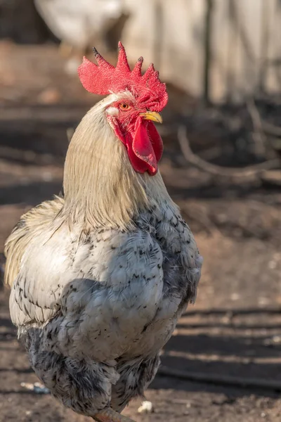 Porträt Eines Hahns Hühnerstall Frankreich — Stockfoto