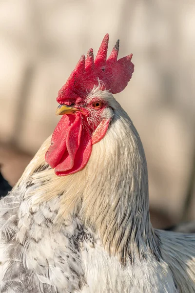 닭장에 프랑스 — 스톡 사진