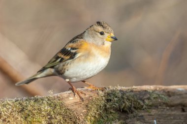 Brambling (Fringilla montifringilla) kışın ormanda bir dala tünedi. Fransa.