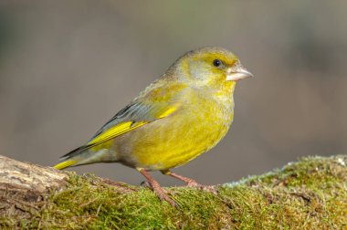 Yeşil ispinoz ormandaki bir dala tünedi. (Kloris kloru) Fransa.
