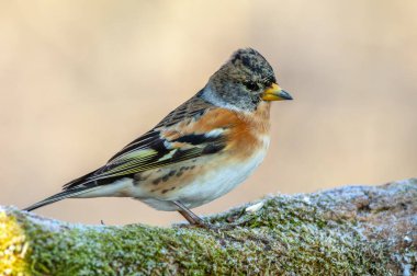 Brambling (Fringilla montifringilla) kışın ormanda bir dala tünedi. Fransa.
